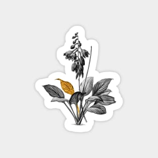 Black and Gold Leaf - Daylily - Vintage Botanical Sticker